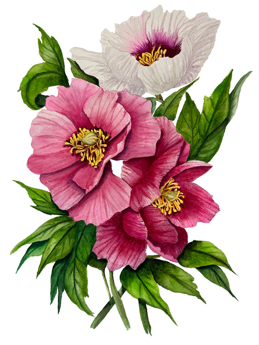 Peony Trio - OG