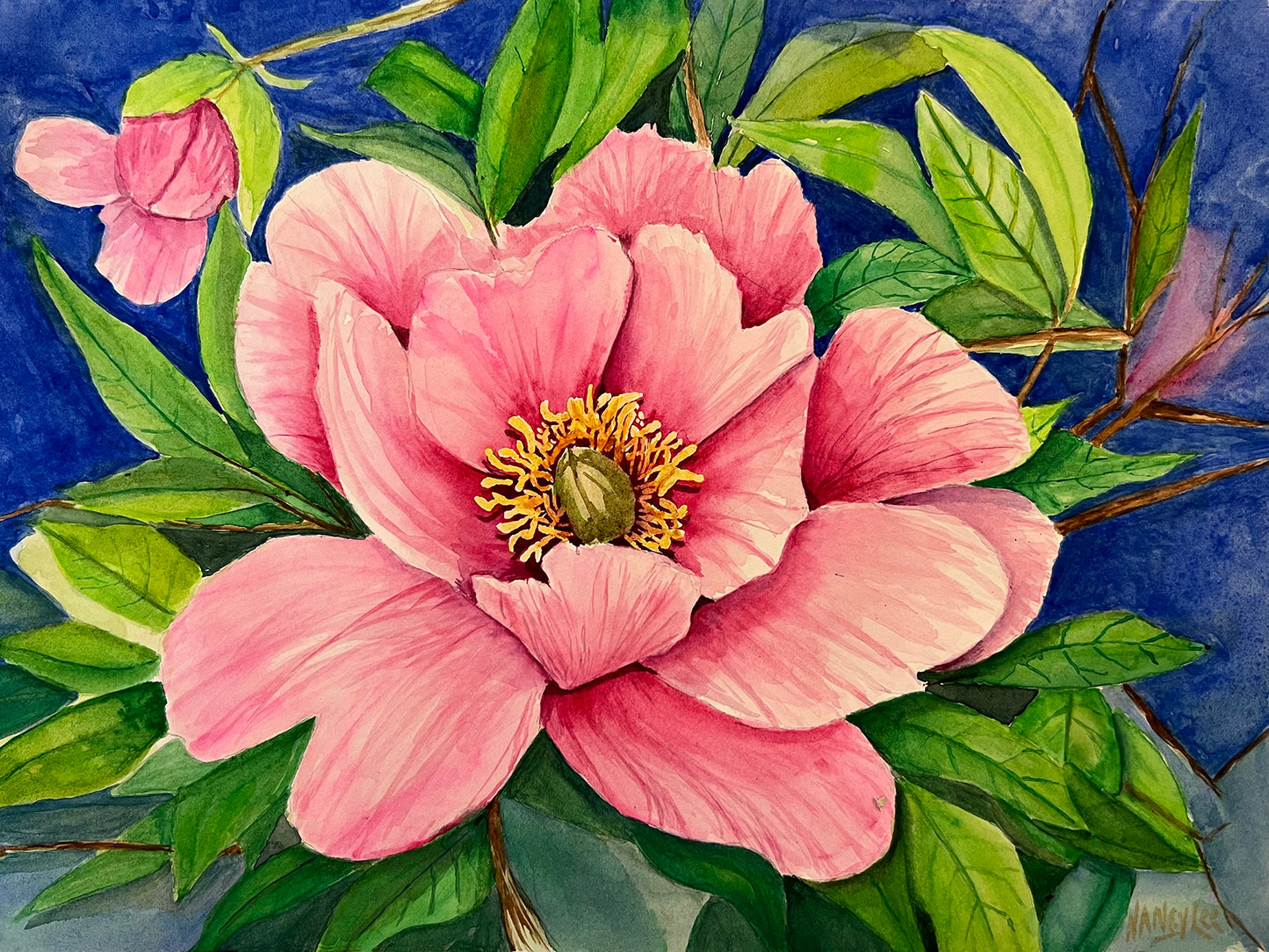 Pink Peony Bloom